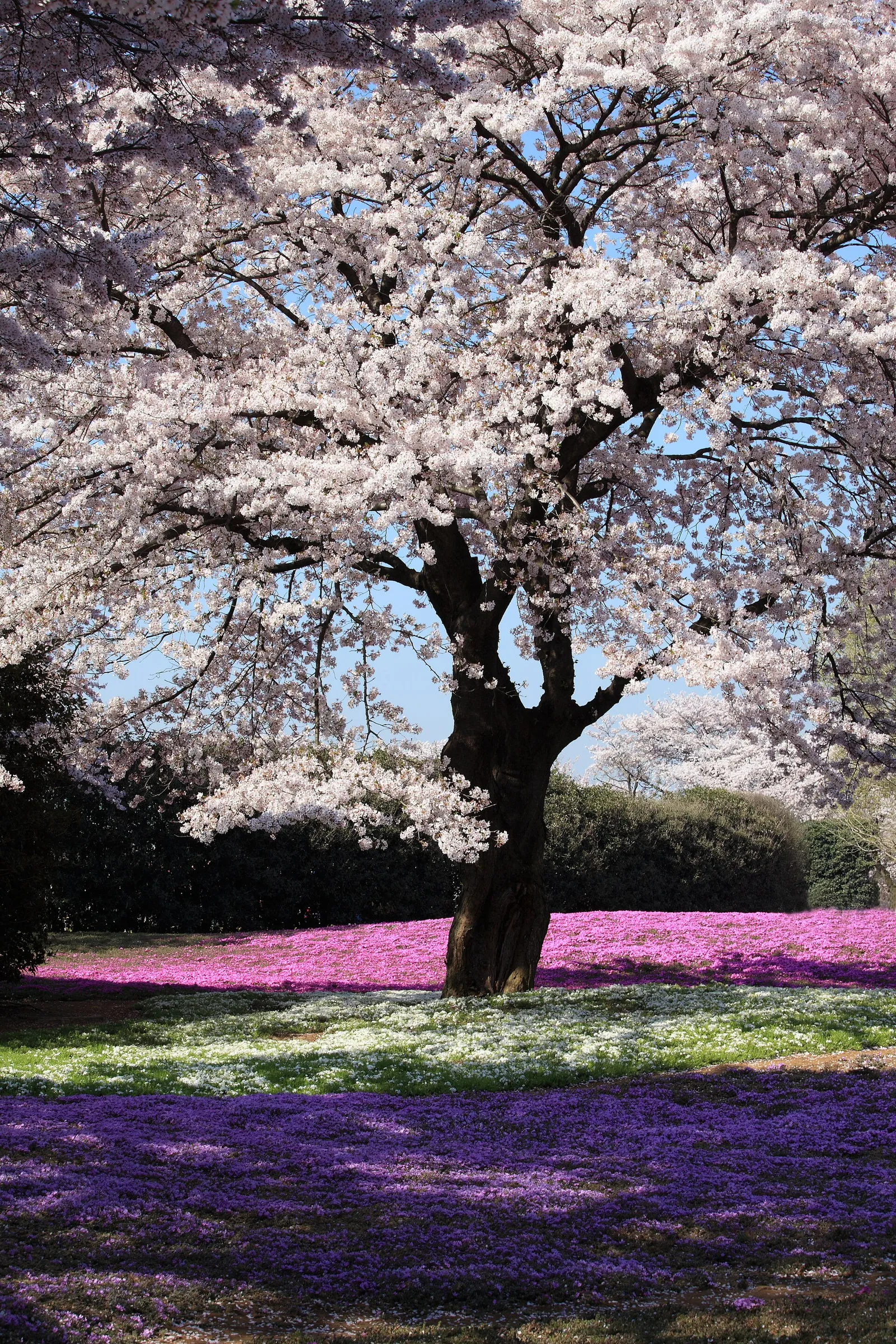 Japan Long Stay · 50 GB · 30 Days -- Japan travel eSIM